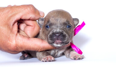 newborn puppy with pink ribbon on white background