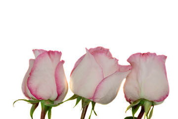 Roses. Three white pink roses. Flowers are isolated on a white background.