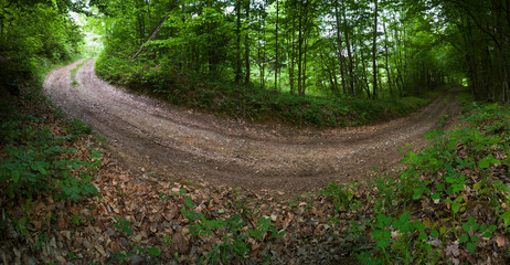 Obraz premium Panoramic view of a dirt road through a deciduous forest full of greenery in spring
