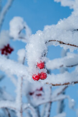 Water Elder (Viburnum opulus) in garden