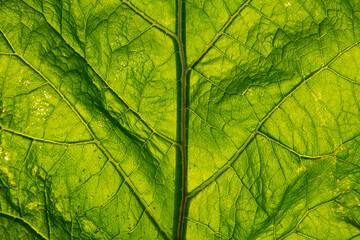 Close-up of a green burdock leaf in sunlight