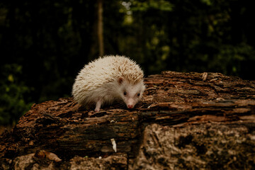 A little hedgehog climb over the wood in the forest