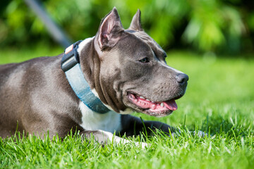 cute Blue hair American Staffordshire Terrier dog