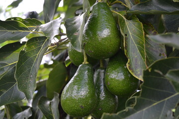 A bunch of Avocados.