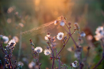 Close - up of white fluffy wildflowers with cobwebs in the sunset glow.