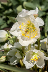 Christmas Rose (Helleborus niger) in garden