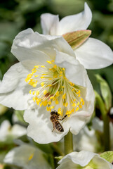 Christmas Rose (Helleborus niger) in garden