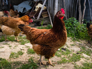 A domestic chicken stands in the yard, posing in front of the camera during the day.