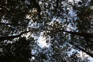Pine trees and the sky