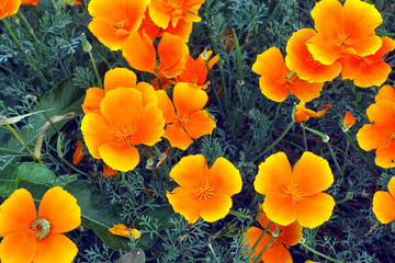 Blooming Eschscholzia californica in nature