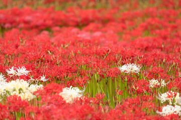 群生する彼岸花