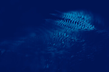  Classic Blue Pantone color Leafs in garden background. Forest fern leaves in the morning sun. The pattern of natural textures. Modern art photography in blue tones