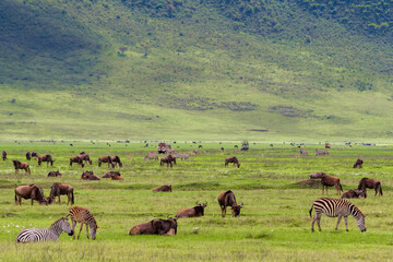Unzählige Gnus und Zebras grasen im Krater des Ngorongoro-Nationalparks im Norden Tansanias