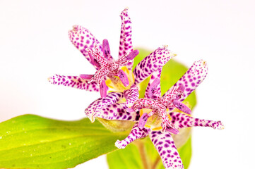 Tricyrtis hirta, light purple flower with dark purple spots of the hairy toad lily. Perennial...
