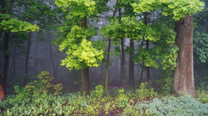 June dawn, misty morning, landscape with trees