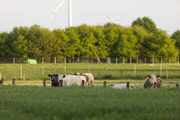 Fototapeta premium Kuh Rinder auf der Weide im Sommer
