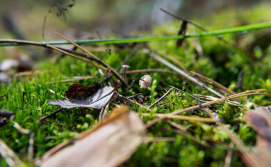 gymnopus quercophilus - .the smallest mushrooms in the world of mycology.