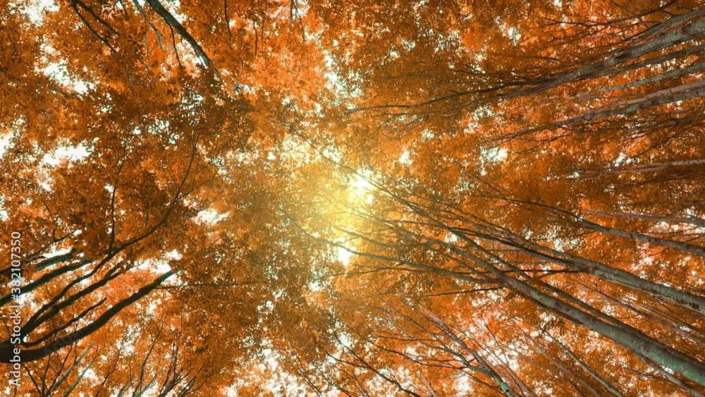 Poster autumn nature background. walk in a beech autumn forest. bottom up view of orange tree crowns in fol
