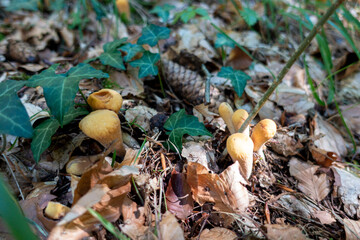 Clavariadelphus truncatus . Club coral . Abgestutzte Riesenkeule oder Abgestutzte Herkuleskeule, 