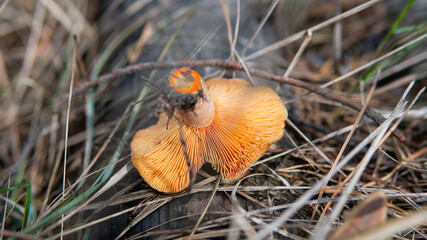 .autumn season for picking forest edible mushrooms