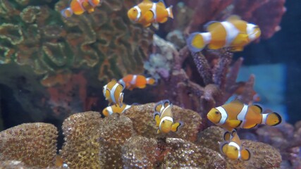 Underwater - exotic fishes in an aquarium