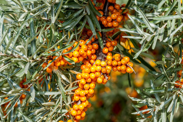 Common Sea Buckthorn (Hippophae rhamnoides) in orchard