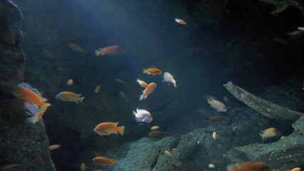 Fototapeta na wymiar Underwater - exotic fishes in an aquarium