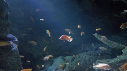 Fototapeta na wymiar Underwater - exotic fishes in an aquarium
