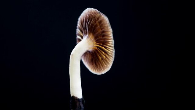 The Mexican magic mushroom is a psilocybe cubensis, a specie of psychedelic mushroom whose main active elements are psilocybin and psilocin - variety Mexican Psilocybe Cubensis. mushroom rotates. dark