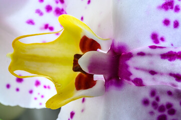 Close up of an yellow purple dotted white orchid