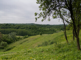 Picturesque view of a grassy field with a tree in the middle and hills overgrown with forest in the background during a cloudy spring day