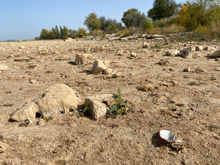 Drained muddy bottom of Tsimlyansk reservoir. A great ebb of sea. The problem of lack of drinking...