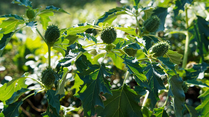 (Datura stramonium) Datura officinal ou stramoine aux fruits épineux, feuillage vert foncé à...