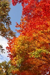 Nakajima Park (Sapporo) 中島公園