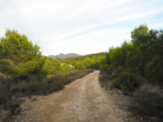 Fototapeta na wymiar Camino de montaña con pinos