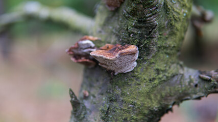 collection and use of wood polypores in forests.