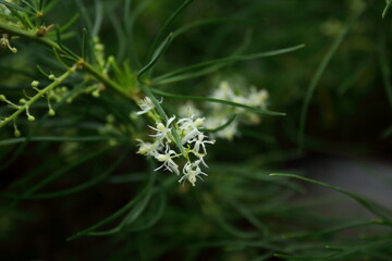 White flower of Shatavari blooming on branch and blur green leaves background.