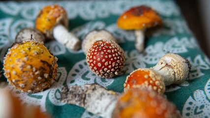 .collection and drying of amanita muscaria fruit bodies in forests. Psychedelic experience using mushrooms