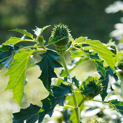 (Datura stramonium) Grandes feuilles vert foncé à bord sinueux sur tiges robustes de stramoine...