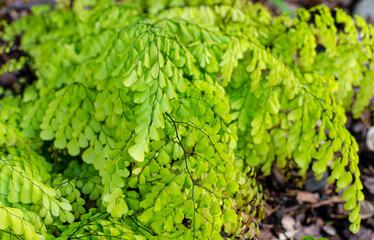 Fototapeta premium Adiantum venustum (Himalayan Maidenhair) close up.