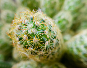 Macro view of the top of a prickly cactus stem