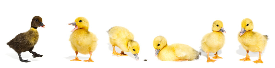 NewBorn little Cute yellow duckling isolated on white.