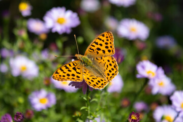 A beautiful yellow butterfly with black spots sits on the autumn flowers