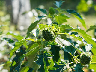 Datura stramonium | Datura officinal ou ou Stramoine commune aux capsules ovoïdes, épineuses et...