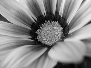 Macro of gerbera flower during the day