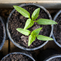 A close up of a two pepper seedling in a plastic pot during the day