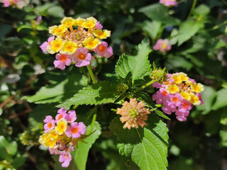 Lantana Camara
