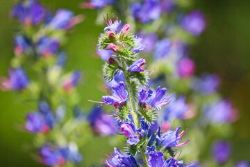 Blue melliferous flowers - Blueweed (Echium vulgare). Viper's bugloss is a medicinal plant. Macro.