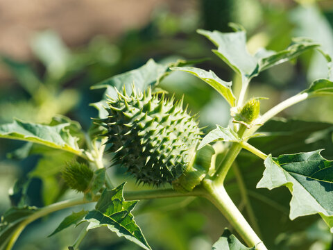 (Datura stramonium) Capsule aux longues &eacute;pines, fruit ovo&iuml;de de stramoine ou pomme &eacute;pineuse