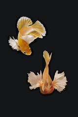 Fototapeta na wymiar Golden fish